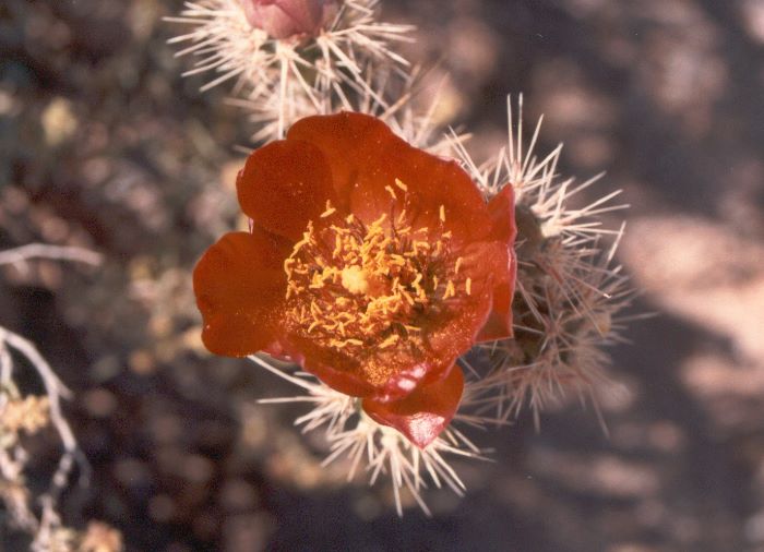 ../Images/188.Organ Pipe Cactus Natl. Mon.jpg
